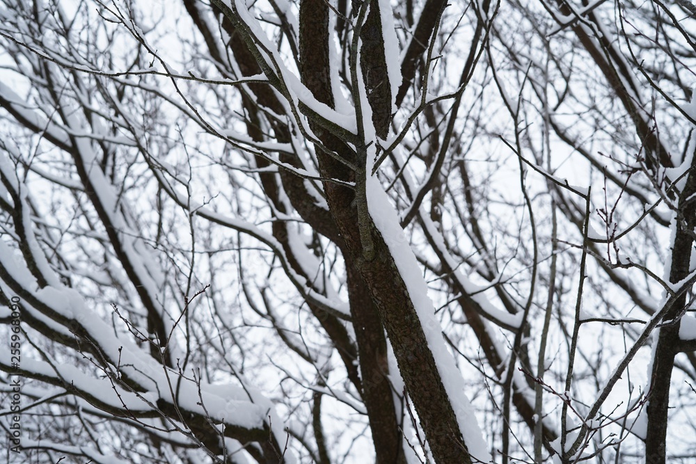 Snow covered trees and branches/ Winter postcard, selective focus Snow covered trees and branches/ Winter postcard, selective focus