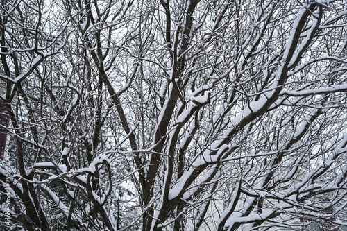 Snow covered tree branches background