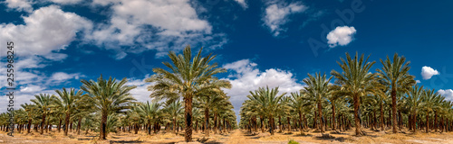 Panoramic view on plantation of date palms. Image depicts advanced tropical and desert agriculture in the Middle East