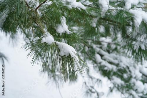 Snow covered pine needles / Winter background, selective focus