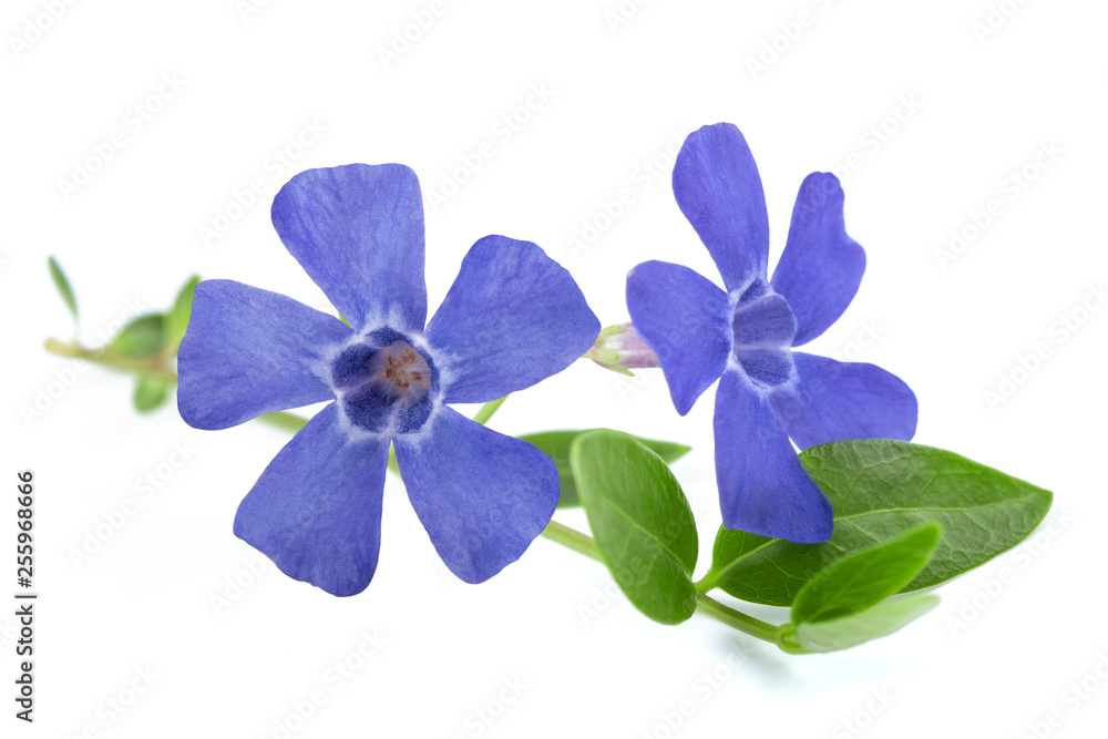 periwinkle flowers periwinkle flowers