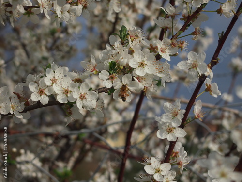 albero dai fiori bianchi, fiori bianchi