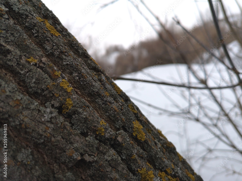 Yellow moss on a tree in early spring closeup in the North of Russia Yellow moss on a tree in early spring closeup in the North of Russia
