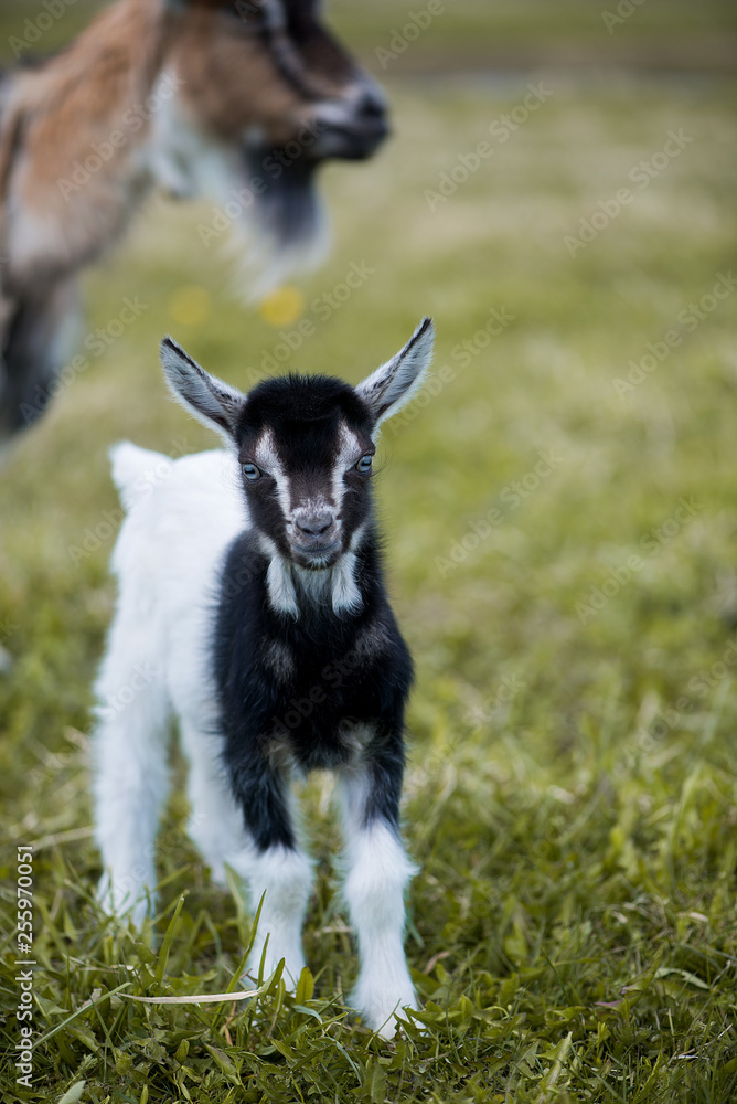 Cute white and brown goat portrait on pasture, countryside farming, beautiful hairy farm beast with bell 