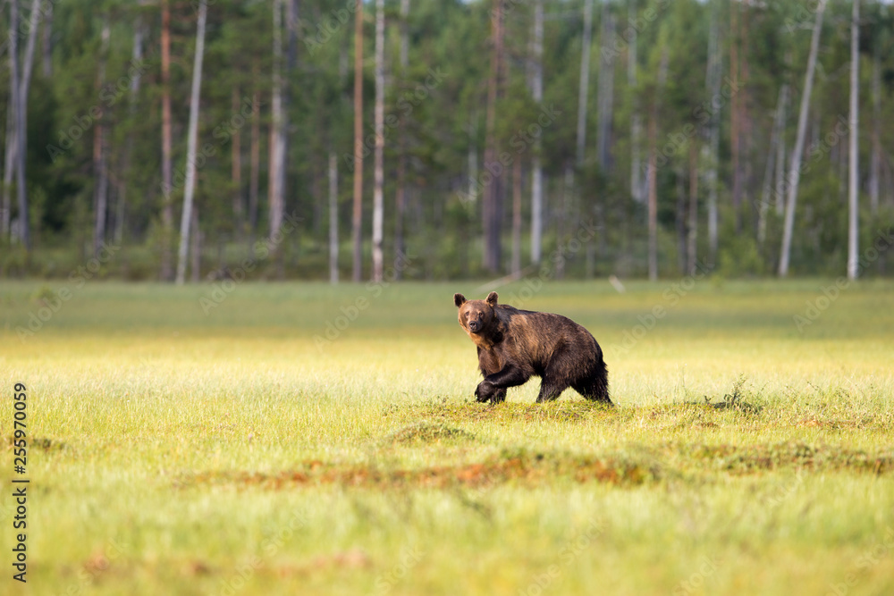 Freigestellter laufender Braunbär in der Seitenansicht läuft durchs Moor Freigestellter laufender Braunbär in der Seitenansicht läuft durchs Moor