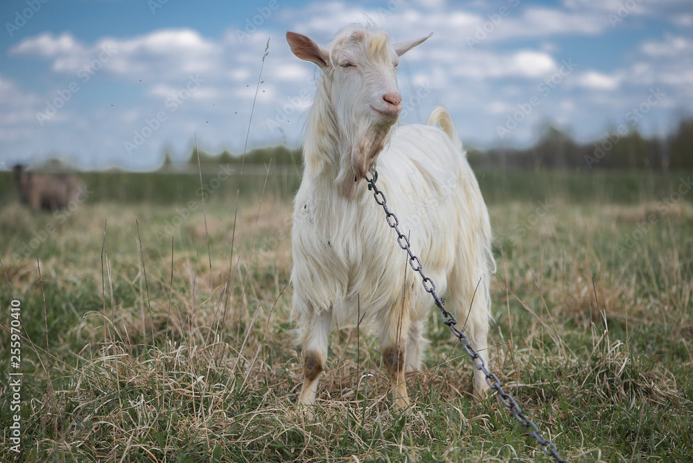 Obraz premium Cute white and brown goat portrait on pasture, countryside farming, beautiful hairy farm beast with bell 