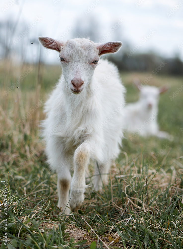 Cute white and brown goat portrait on pasture, countryside farming, beautiful hairy farm beast with bell Cute white and brown goat portrait on pasture, countryside farming, beautiful hairy farm beast with bell
