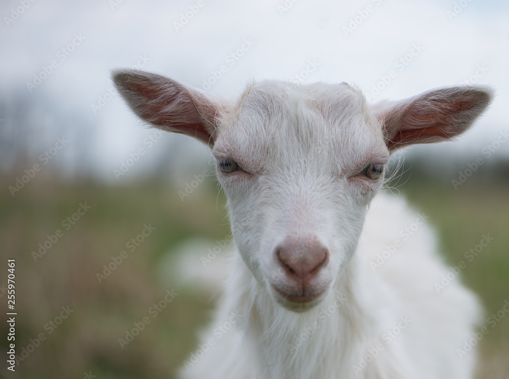 Cute white and brown goat portrait on pasture, countryside farming, beautiful hairy farm beast with bell Cute white and brown goat portrait on pasture, countryside farming, beautiful hairy farm beast with bell