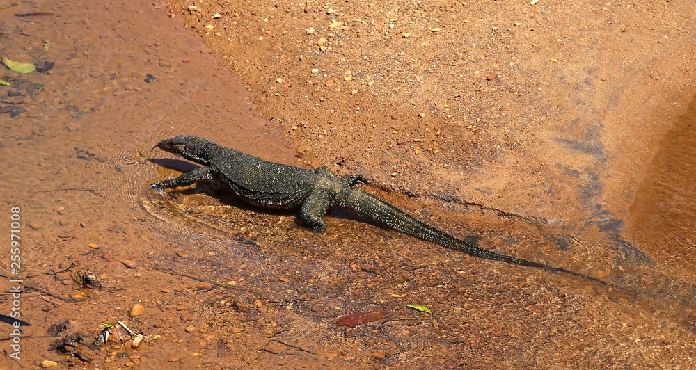 water monitor water monitor