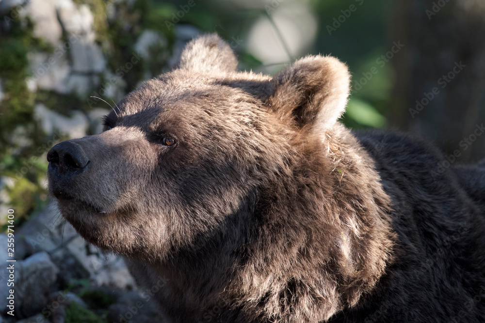  Kopf eines Braunbären in der Seitenansicht