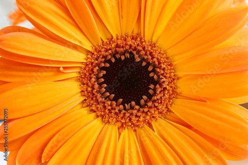 orange-oxeye-daisy