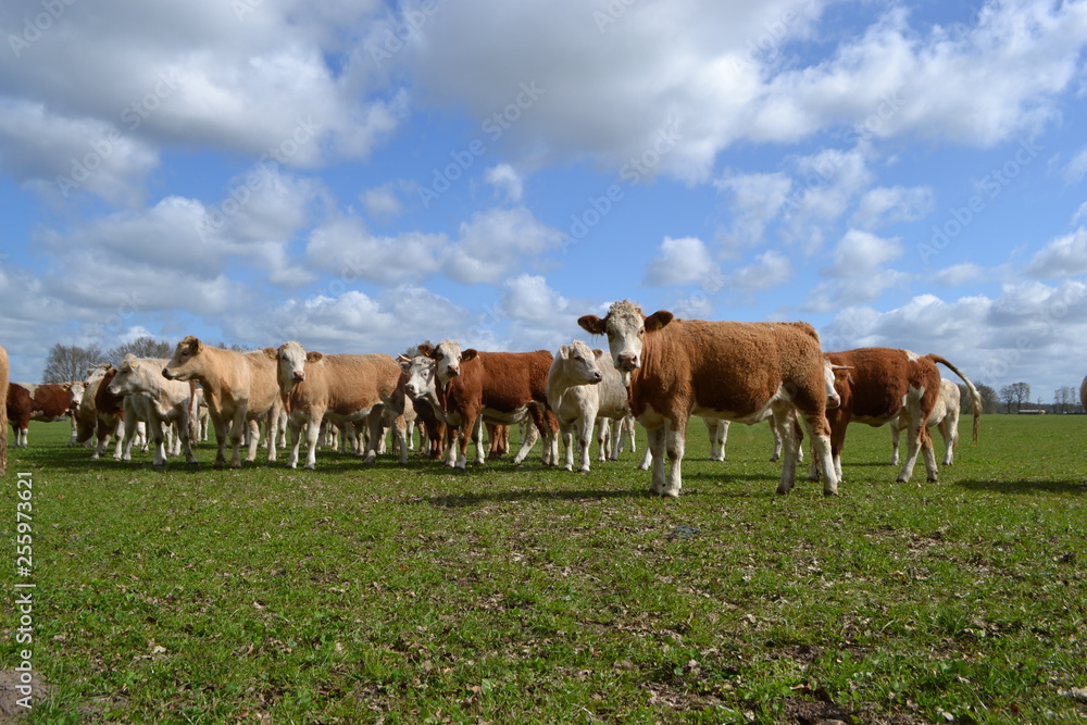 Obraz premium Kühe auf der Wiese