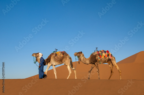 Dromedary caravan in the Sahara
