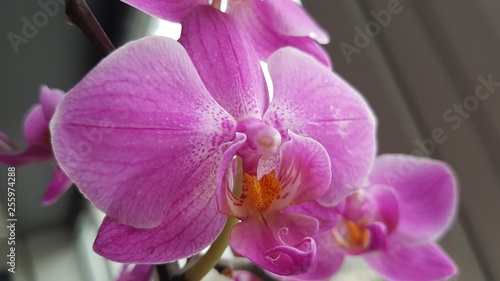 Orchid  e