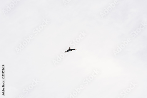 Caracara or Carancho flying looking for a hunt in a washed grey sky