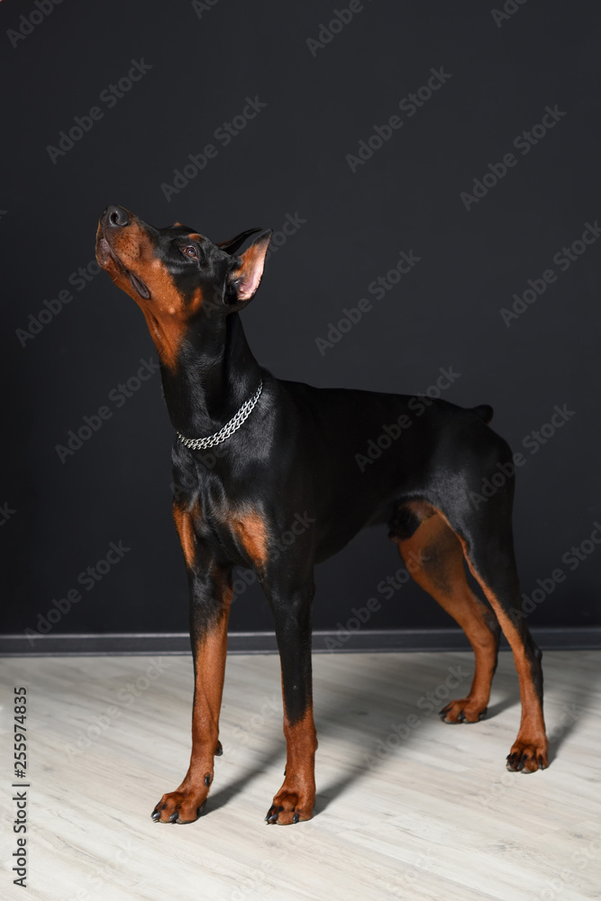 Beautiful young Doberman stands on a laminate floor against a black wall and carefully looks forward Beautiful young Doberman stands on a laminate floor against a black wall and carefully looks forward