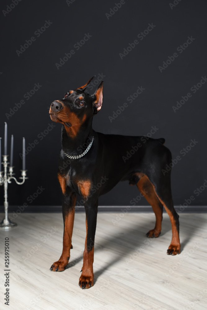Beautiful young Doberman stands on a laminate floor against a black wall and carefully looks forward Beautiful young Doberman stands on a laminate floor against a black wall and carefully looks forward