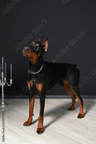 Beautiful young Doberman stands on a laminate floor against a black wall and carefully looks forward