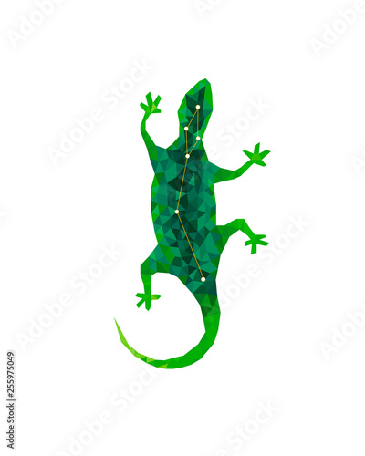 Lacerta     the lizard constellation.Green lizard in polygonal style. Starry sky lizard colorful modern geometric icon  wild animal isolated on the white background. Animal crystal constellation.