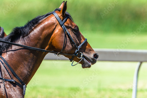 Horse Head Bridle Close-Up Race Track © ChrisVanLennepPhoto