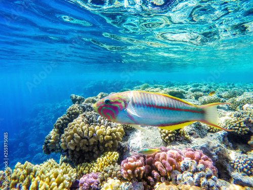 colorful coral reef and bright fish