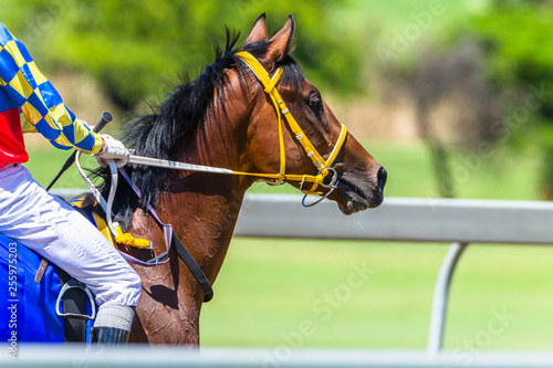 Race Horse Closeup Abstract Portrait Rear Track