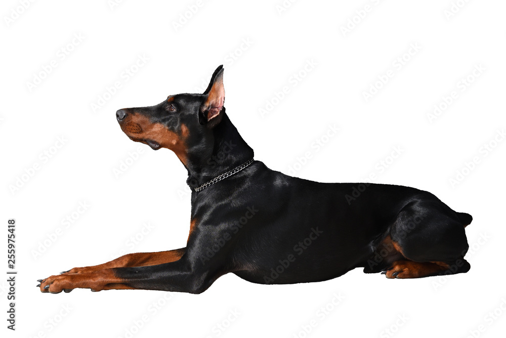 Beautiful young Doberman lies. Doberman on a white background, side view. Isolated in high quality Beautiful young Doberman lies. Doberman on a white background, side view. Isolated in high quality