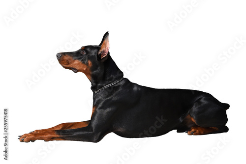 Beautiful young Doberman lies. Doberman on a white background, side view. Isolated in high quality © pridannikov