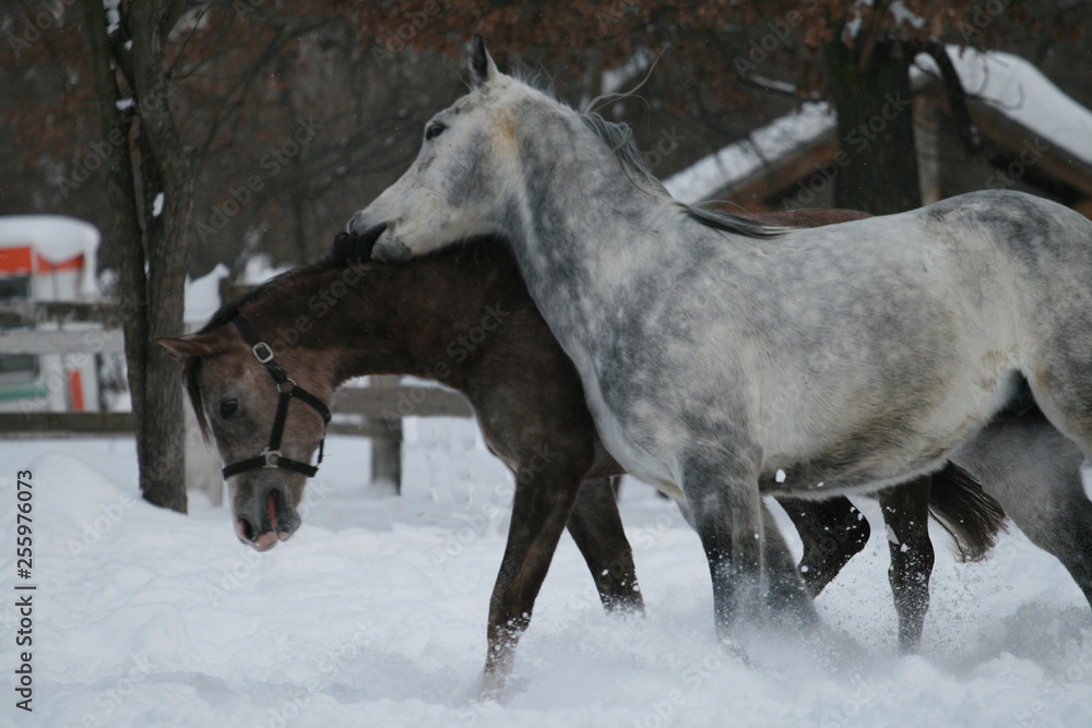 2 Arabian horses plays in the snow in the paddock against a white fence and trees with yellow leaves. Senior gelding gray, young foal (1 year old) will be gray. Gelding bites foal (dominates) 2 Arabian horses plays in the snow in the paddock against a white fence and trees with yellow leaves. Senior gelding gray, young foal (1 year old) will be gray. Gelding bites foal (dominates)