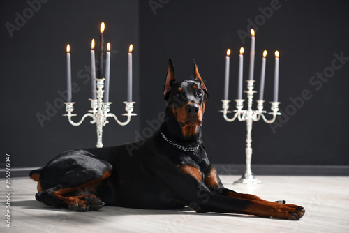 Beautiful Doberman is lying on the laminate floor against a black wall with candlesticks in a photo studio photo