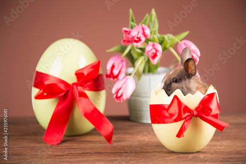 Easter rabbit in the shell of eggs. Colorful tulips, eggs. Red bows.