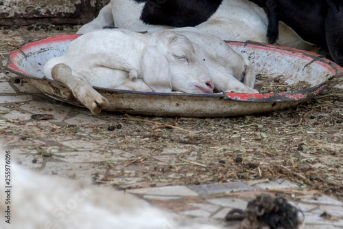Junges schlafendes Schaf in Afrika