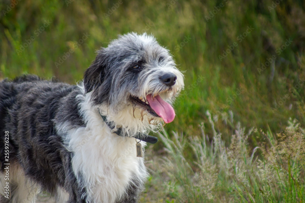 Portrait eines hechelnden Border Collie Hundes