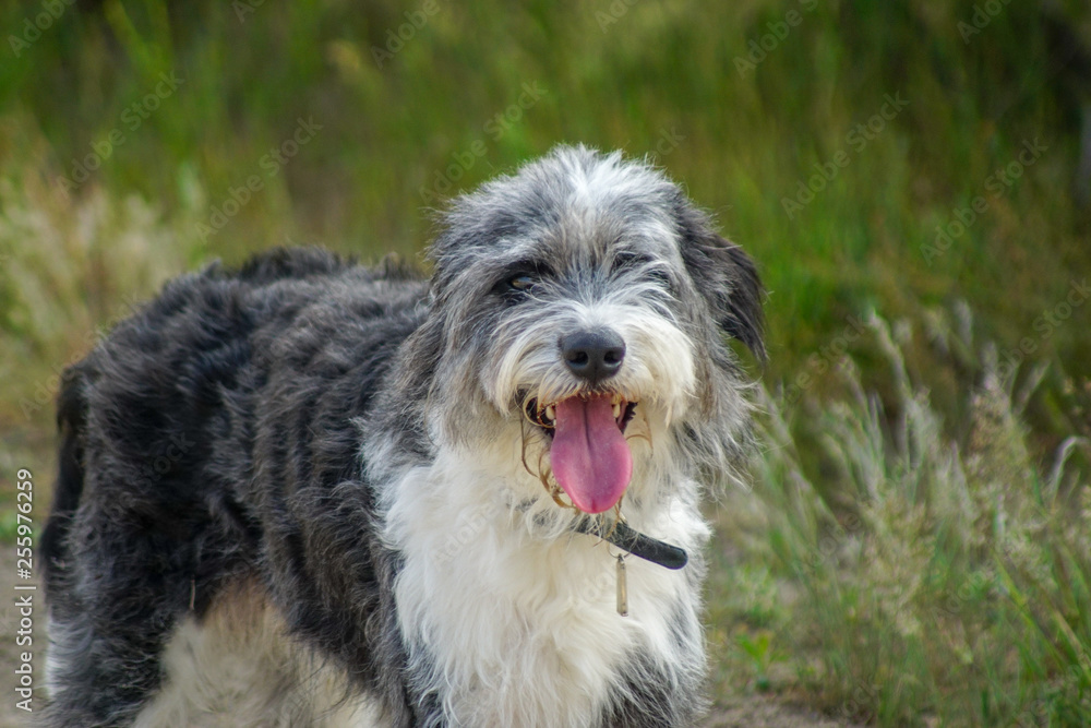 Portrait eines hechelnden Border Collie Hundes