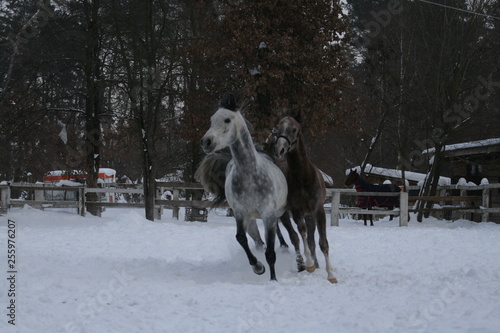 2 Arabian horses runs  in the snow in the paddock against a white fence and trees with yellow leaves. Senior gelding gray, young foal (1 year old) will be gray. © Maria Antropova