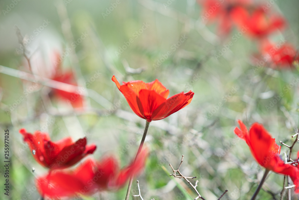 Fototapeta premium poppy