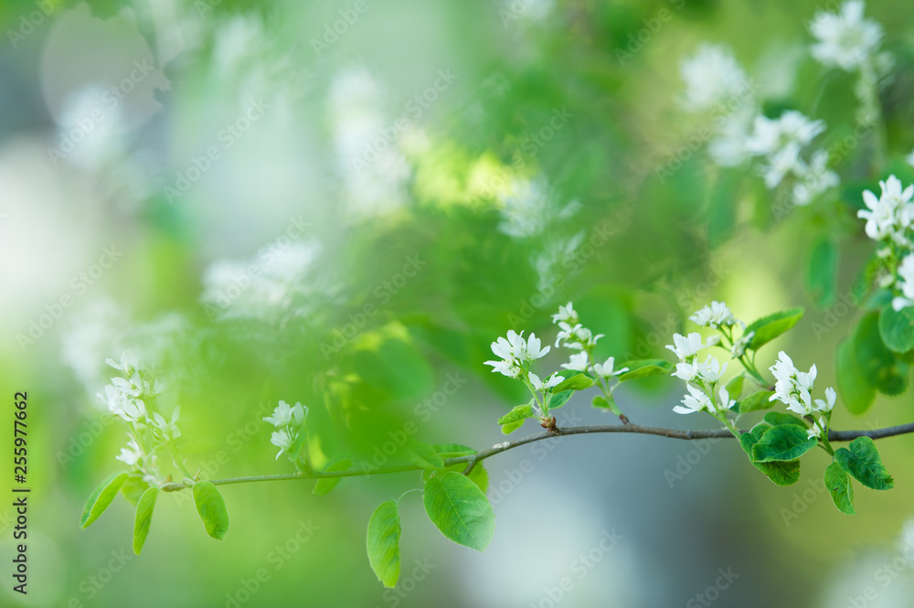 White spring flowers. Flowering Serviceberry (Amelanchier alnifolia) White spring flowers. Flowering Serviceberry (Amelanchier alnifolia)