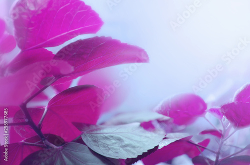 Background with leaves in lilac and blue color.
