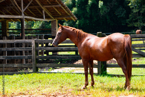 Paisagem campo rural Cavalo horse photo