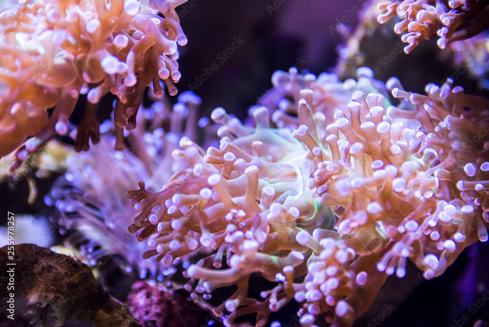 Coral reef, underwater Coral reef, underwater