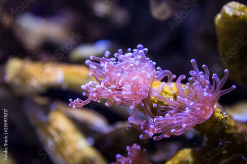 Coral reef, underwater