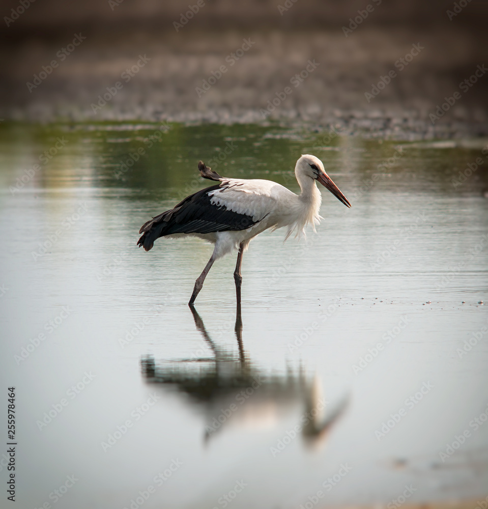 Fototapeta premium stork is looking for food in the pond. Summer season august.