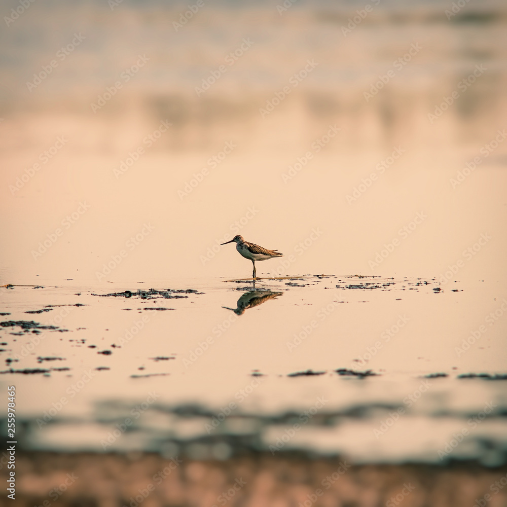 black-tailed godwit in the morning for feeding. black-tailed godwit in the morning for feeding.