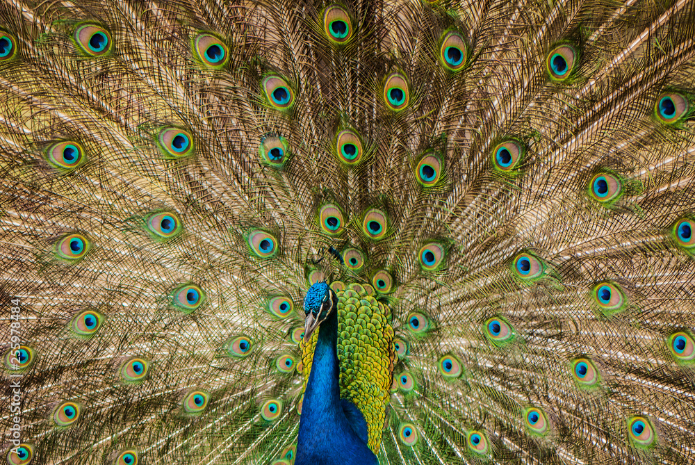 Fototapeta premium The peacock male dissolved the plumage.