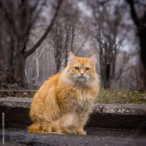 portrait of a red cat on the background of the park.