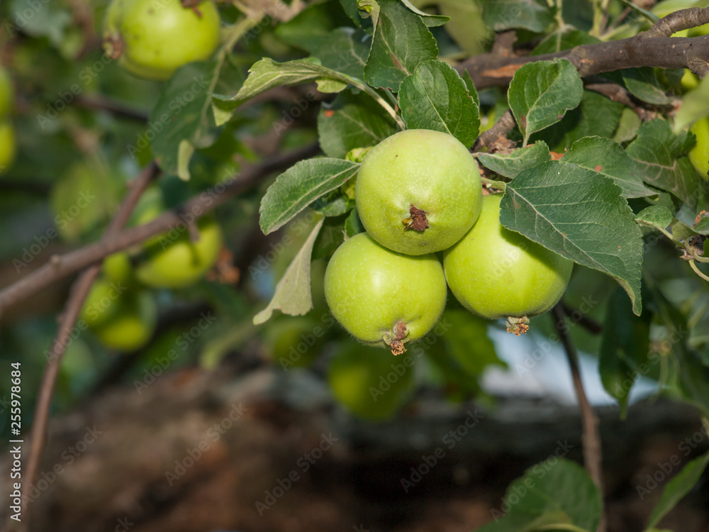Branch of quince tree with fruits in a garden. Branch of quince tree with fruits in a garden.