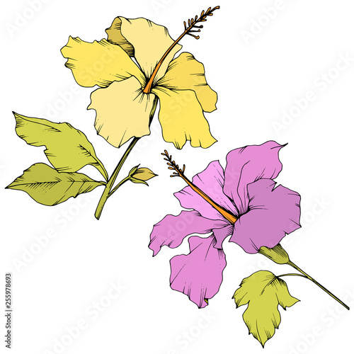 Vector Hibiscus floral botanical flower. Engraved ink art. Isolated hibiscus illustration element on white background.