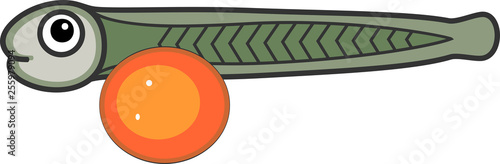 Larva of cartoon fish with yolk sac