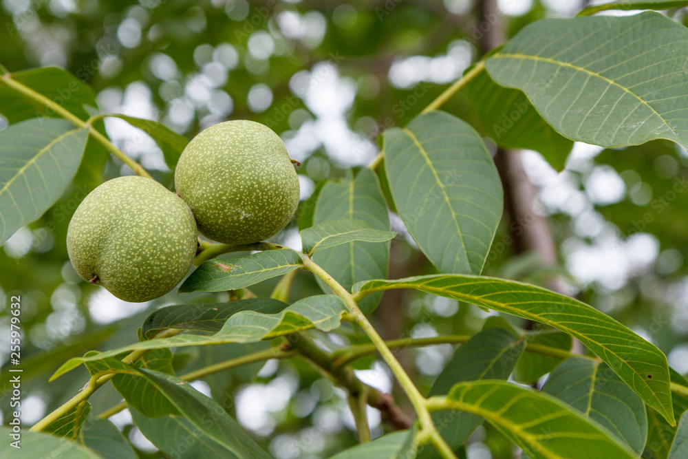 Branch of walnut tree with unripe nuts in the garden. Branch of walnut tree with unripe nuts in the garden.
