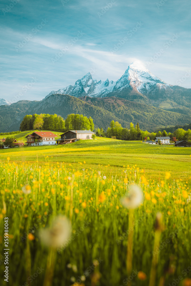 Idyllic landscape in the Alps with blooming meadows in springtime